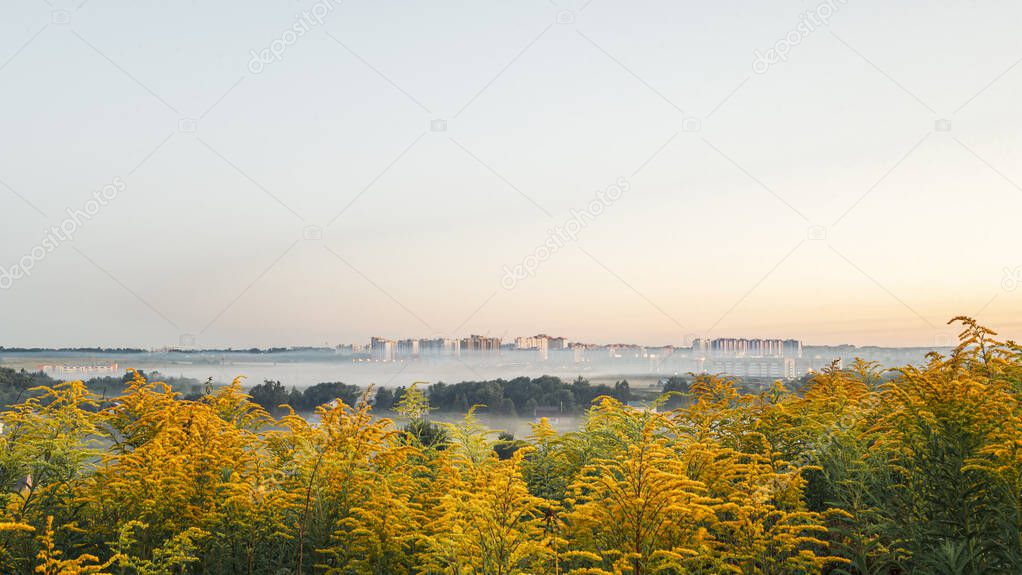 Town Oryol in the morning before dawn in the fog, Solidago canadensis blossoms with bright yellow flowers