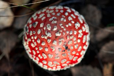 Amanita muscaria mantarı, üst manzara..