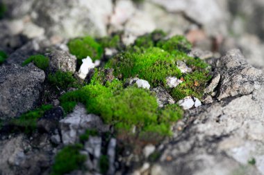 Taş üstünde parlak yosun, makro