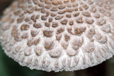 Macrolepiota mantar şapkası ve pullu yağmur damlacıkları.