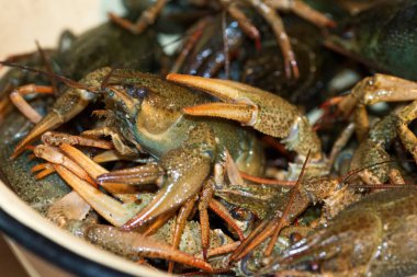 Pençeli bir sürü canlı kerevit