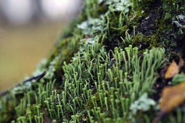 Lichen cladonia coniocraea ve yosun sonbahar ormanlarında ağaç kabuklarında..