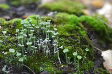 Lichen cladonia pyxidata ve yosun sonbahar ormanlarında.