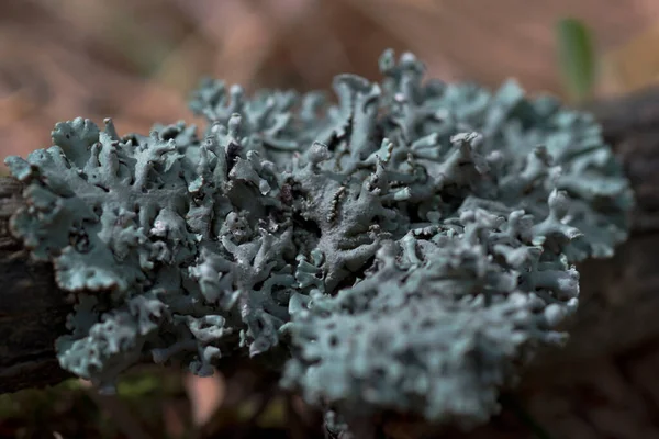 Lichen Hypogymnia fyzody na větvi stromu. — Stock fotografie