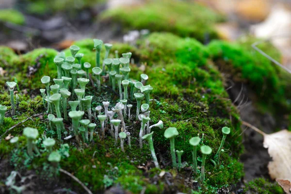 Licheń cladonia pyxidata i mech w jesiennym lesie. — Zdjęcie stockowe