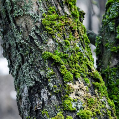 Ormandaki ağaç gövdesi, yosun ve yosunla kaplı.