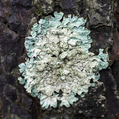 Çam kabuğunda Lichen Flavoparmelia caperata