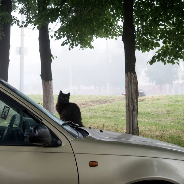 Araba kaputunda siyah kedi