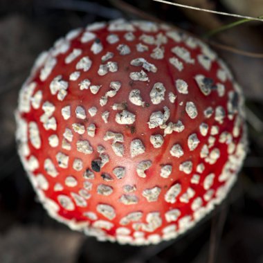 Amanita muscaria mantarı, üst manzara..