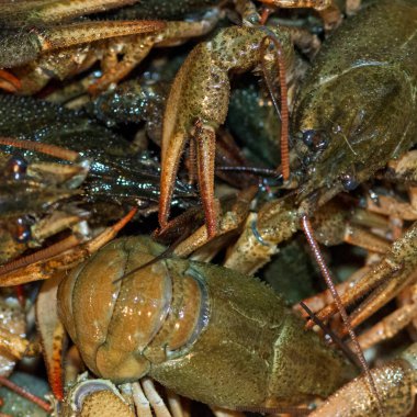 Pençeli bir sürü canlı kerevit