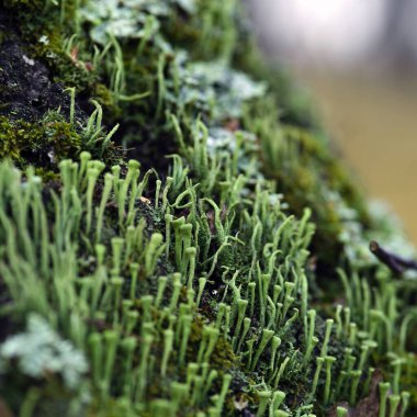 Lichen cladonia coniocraea ve yosun sonbahar ormanlarında ağaç kabuklarında..