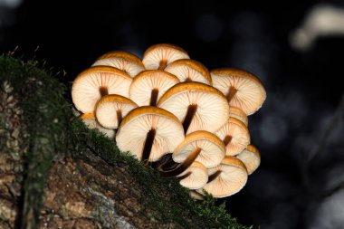 Armillaria mellea ya da bal mantarı ormandaki bir ağaç gövdesinde yosun, alttaki manzara, makro