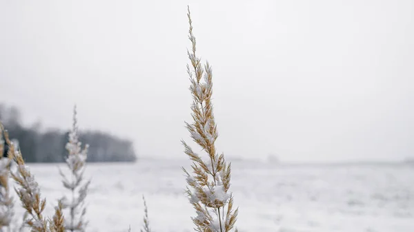 A spike of wheat covered in snow in a winter field