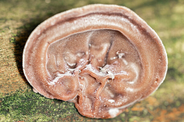 Tree fungus Auricularia auricula-judae, Jews ear on tree bark among moss, looking like a dirty ear, super macro