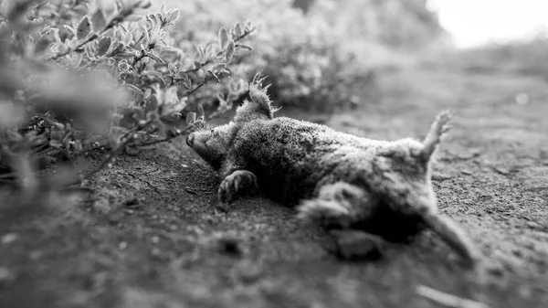 Uma toupeira morta, foto em preto e branco. — Fotografia de Stock