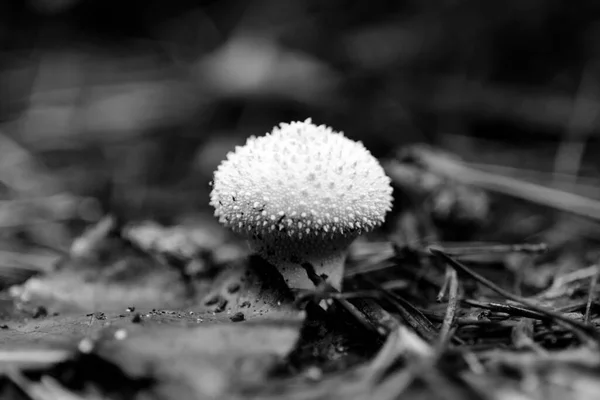 Seta Lycoperdon perlatum, puffball común, puffball verrugado en un bosque, foto en blanco y negro, — Foto de Stock