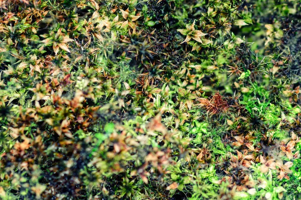 Сухой коричнево-зеленый мох, макрофото — стоковое фото