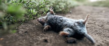 Köy yolunda buzla kaplı ölü bir köstebek yatıyor.