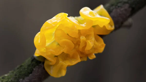 Mushroom Tremella mesenterica or yellow brain, golden jelly fungus,, witches butter growing on a tree branch — Stock Photo, Image