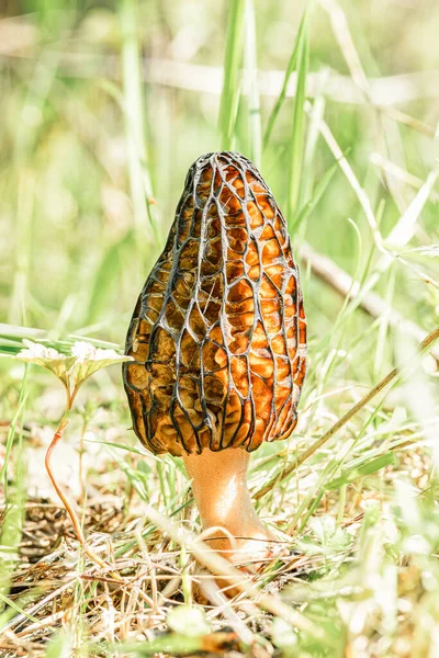 Морель гриб в весеннем солнечном свете в лесу расчищая между травой, макро — стоковое фото