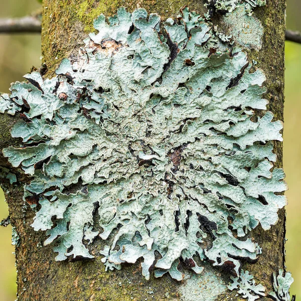 Lichen Parmelia sulcata ağaç kabuğunda, yüksek çözünürlüklü makro.