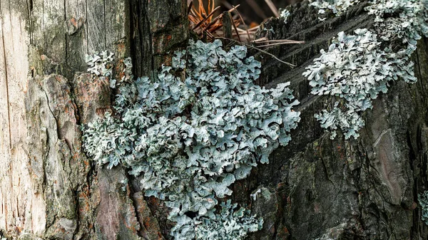 Lichen Parmelia sulcata em um velho toco de árvore em uma floresta de pinheiros — Fotografia de Stock