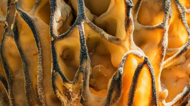 Ormanda bahar güneşinde Morel mantarının dokusu, süper makro. 