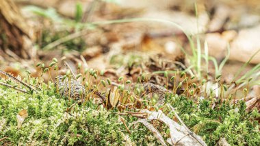 Parlak yeşil yosun ormandaki açık havada, koni ve çam iğneleri, süper makro