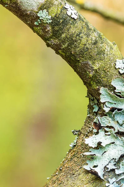 Lichen Parmelia sulcata em casca de árvore, super macro com fundo borrado — Fotografia de Stock