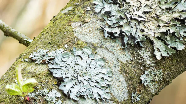 Lichen Parmelia sulcata en corteza de árbol, super macro —  Fotos de Stock