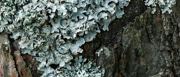 Flechten Parmelia sulcata auf einem alten Baumstumpf in einem Kiefernwald, super Makro — Stockfoto