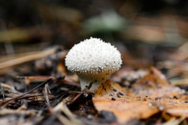 Mantar Lycoperdon perlatum ya da sıradan bir tütsü topu, ormandaki siğilli tütsü topu..