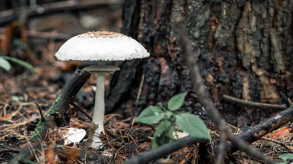 Den vita svampen Makrolepiota excoriata växer i en skog — Stockfoto