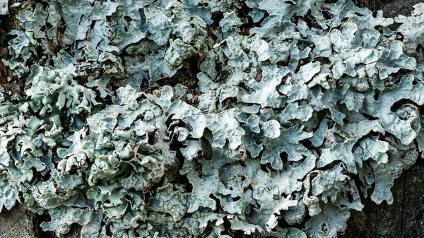 Lichen Parmelia Sulcata Çam ormanındaki yaşlı bir ağaç kütüğünün üstünde, süper makro — Stok fotoğraf