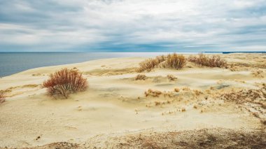 Curonian Koyu 'nun kıyısında çalılarla kaplanmış Curonian Tükürüğünün kum tepeleri.