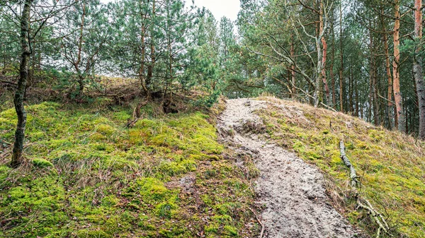 苔で覆われた砂土の丘 — ストック写真