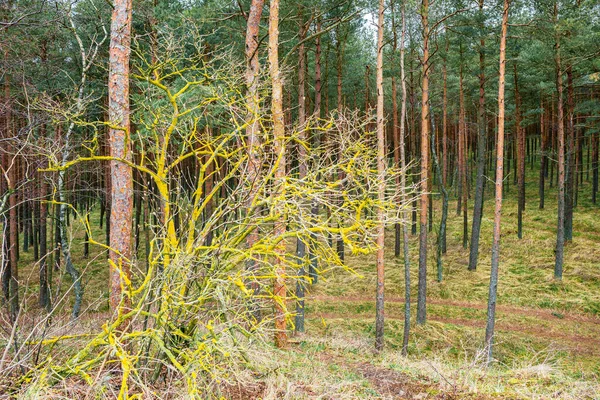 Um arbusto coberto de líquen amarelo no fundo de uma floresta de pinheiros — Fotografia de Stock