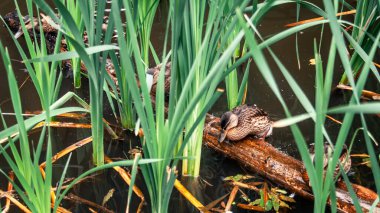 Vahşi ördekler bir kütüğün üzerinde yuvarlanırlar, bir sazlık çalılığında nehirde döndürürler.