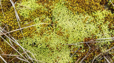 Sarı ve yeşil yosunlar kuru otların arasında büyüyorlar.