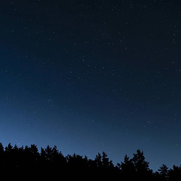 El cielo nocturno estrellado sobre la silueta del bosque. La Galaxia de Andrómeda, las constelaciones de la Jirafa, Casiopea — Foto de Stock