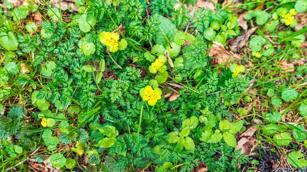 Különböző zöld fűfélék csírái és Chrisosplenium alternifolium sárga virágai tavaszi erdőben — Stock Fotó