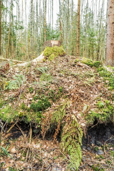 Tierra cortada en un bosque viejo, capas de suelo en el suelo del bosque, tocón, raíces, musgos y helechos en un bosque de pinos — Foto de Stock