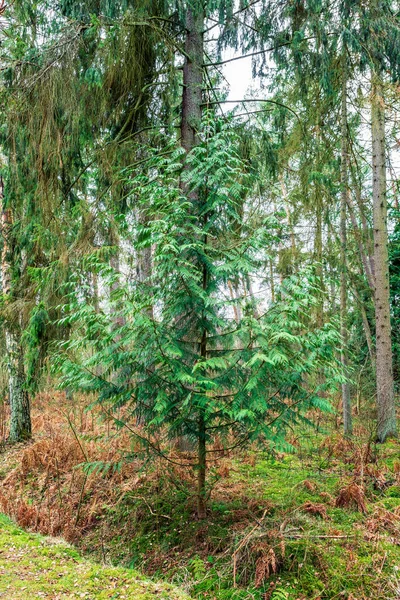 Un joven árbol de coníferas Thuja plicata en un bosque de primavera — Foto de Stock