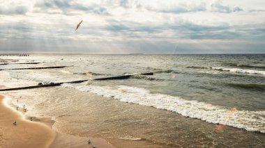 Zelenogradsk 'ta dalgalı Baltık Denizi, gün batımından önce Rusya, kıyıda ve gökte martılar, ahşap dalgalar
