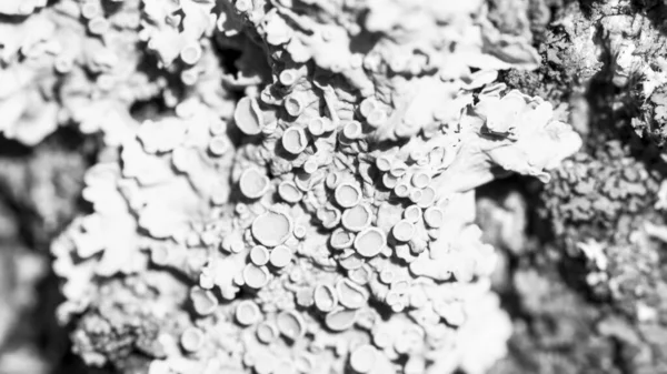 Lichen Xanthoria parietina on a tree bark, black and white photo — 图库照片