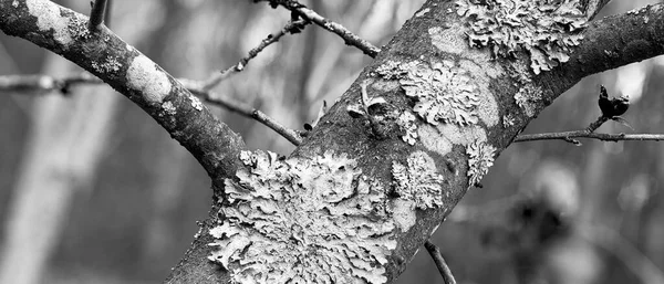 Licheń Parmelia sulcata na kora drzewa z młodych zielonych pędów wiosny — Zdjęcie stockowe