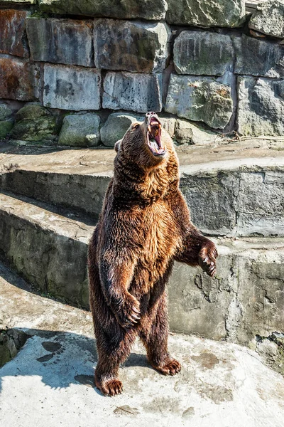 Beruang coklat yang marah dan ganas mengaum dengan mulut terbuka terhadap latar belakang batu, close-up — Stok Foto
