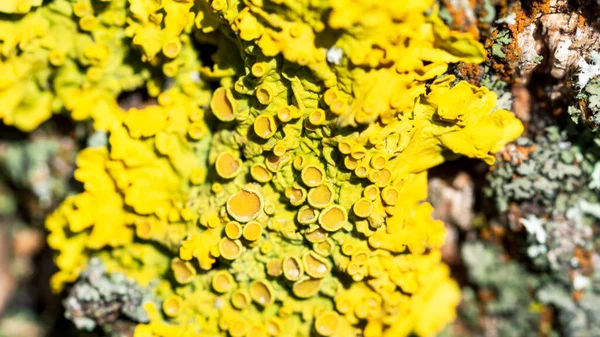 Líquen amarelo brilhante Xanthoria parietina em uma casca de árvore, close-up — Fotografia de Stock