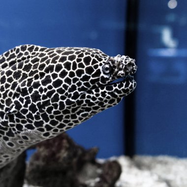 Gymnothorax favagineus ya da saklandığı yerden yüzen moray balığı