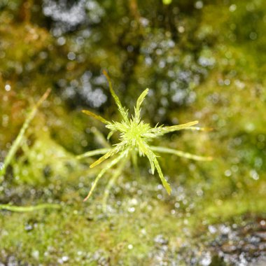 Moss sphagnum, bireysel bitki, bulanık arkaplan ile makro fotoğraf